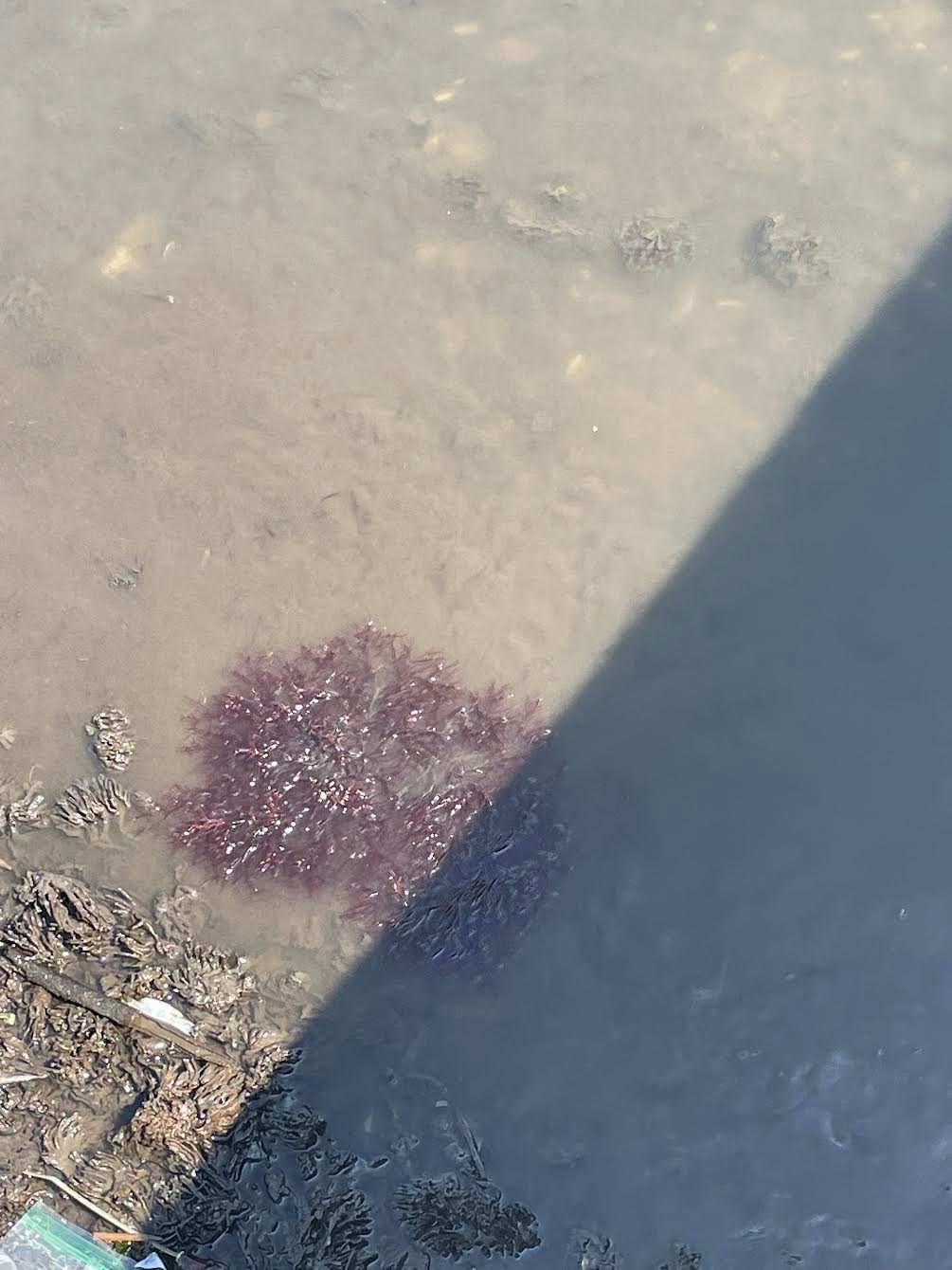 The red seaweed found at the Sandspit Marina dock in Patchogue Village.